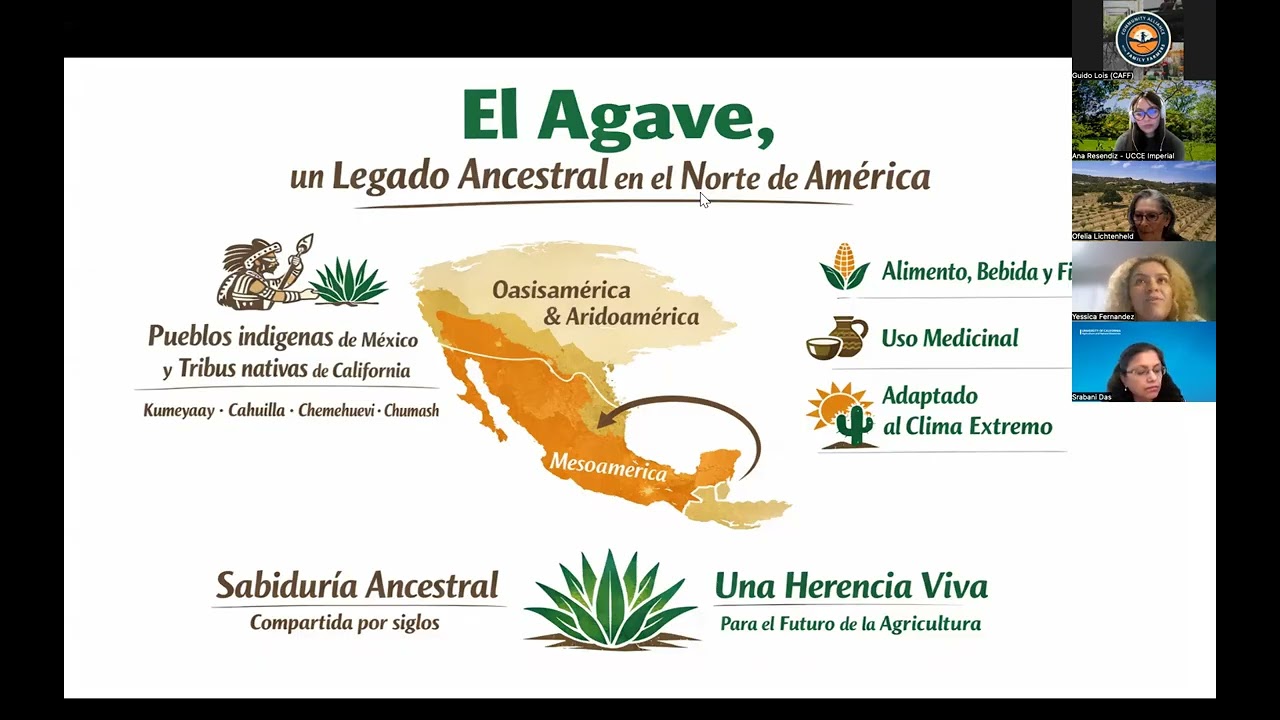 Cultivo de agave: una solución rentable y sostenible para la agricultura de secano