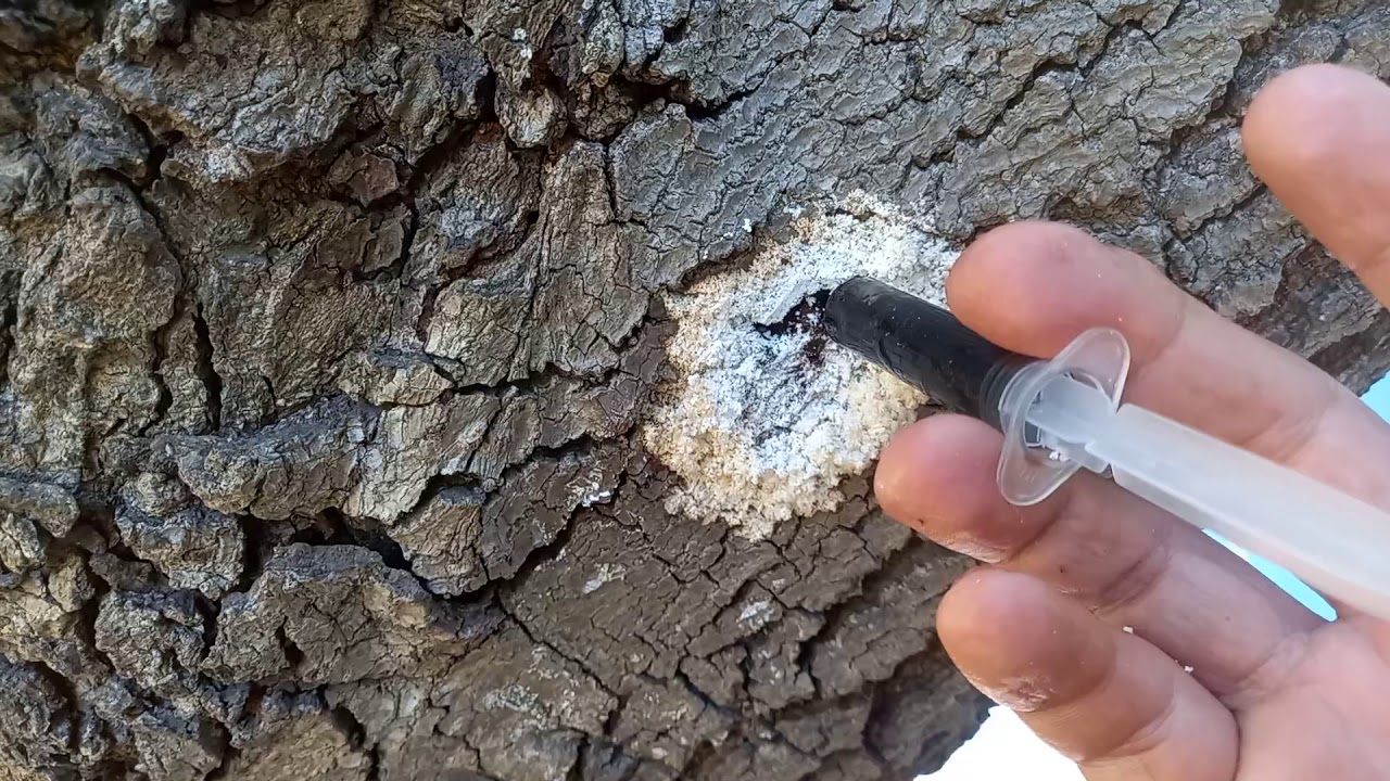 lahuertaorganica.com: Frutales, Palta o Aguacate con taladro, gusanos barrenadores de cerambícidos.