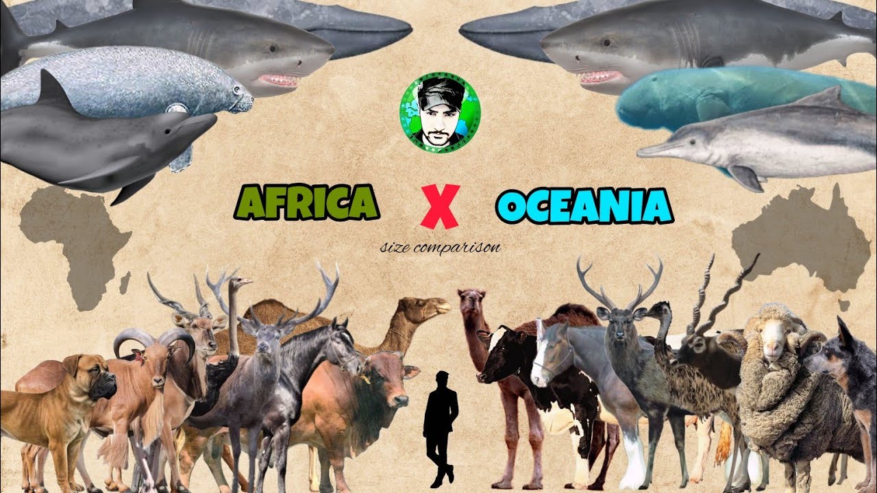 AFRICAN VS OCEANIA - Animals size comparison.