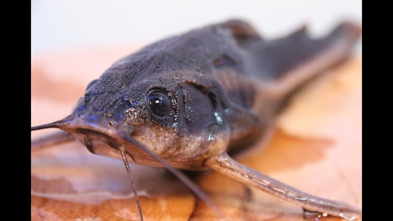 The Reasons for Consuming Locally Sourced Over Imported Fish.