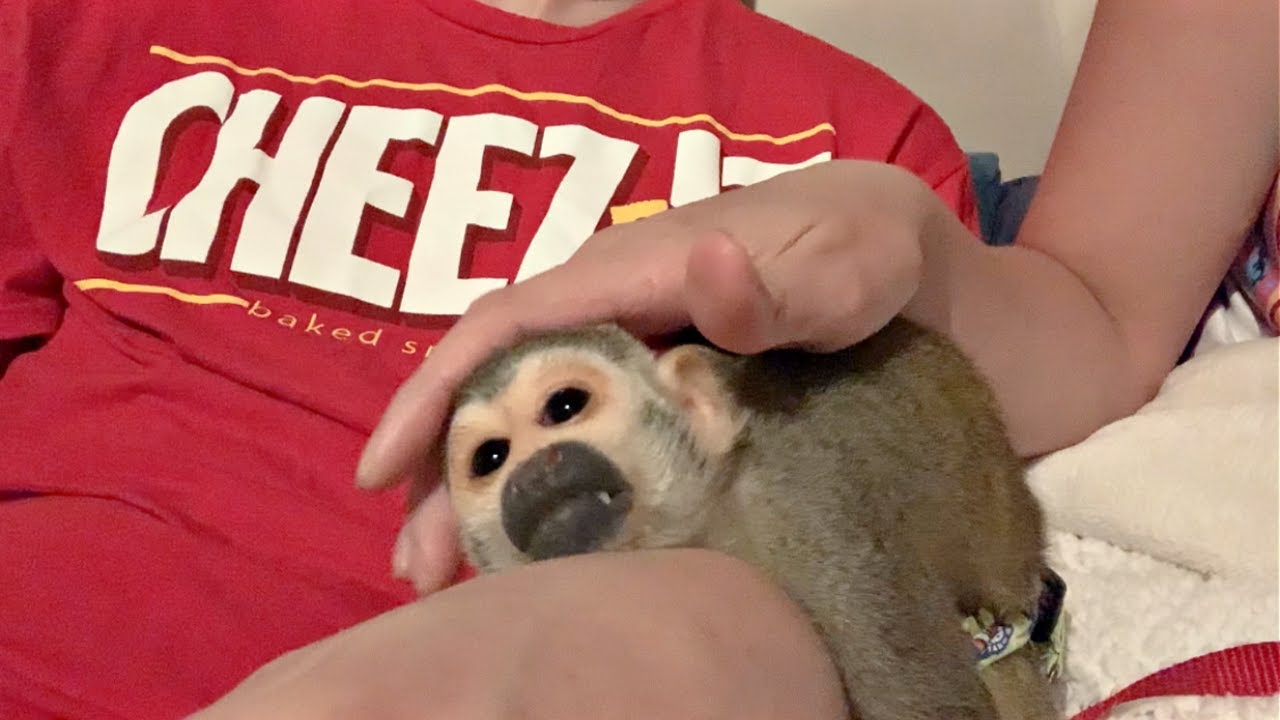 Monkey oLLie Update