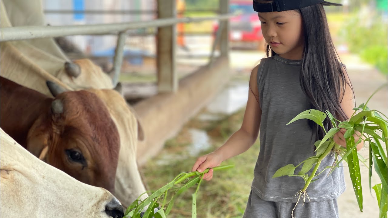 Thanh Niên 9x Với Niềm Đam Mê Nuôi Bò Vỗ Béo & Quá Trình Khởi Nghiệp Sau 3 Năm Sẽ Như Thế Nào?