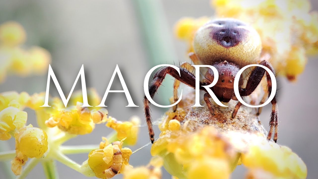 Fotografia MACRO con mi SMARTPHONE