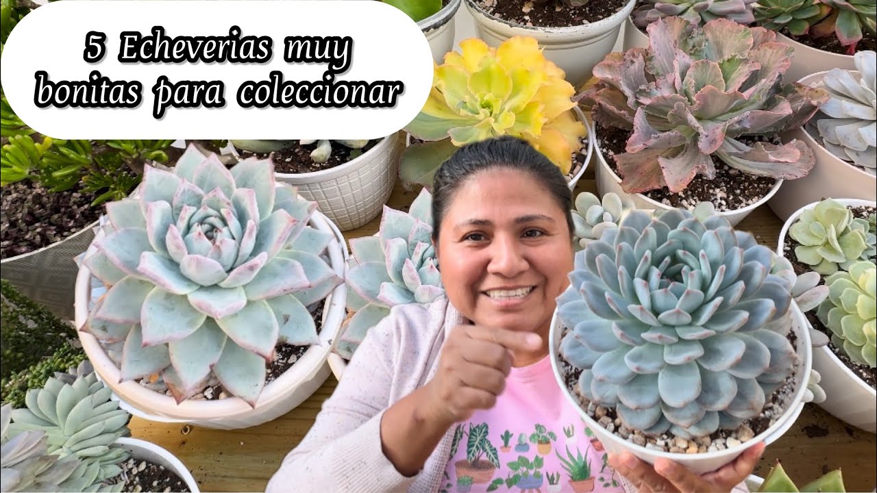 5 ECHEVERIAS  PARA COLECCIONAR O REGALAR ESTA NAVIDAD Suculentas coloridas