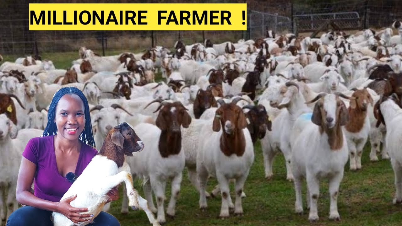 Brilliant ways To Make Money Raising GOATS/Sheep! | Market, Feeding, Farm ROUTINE!