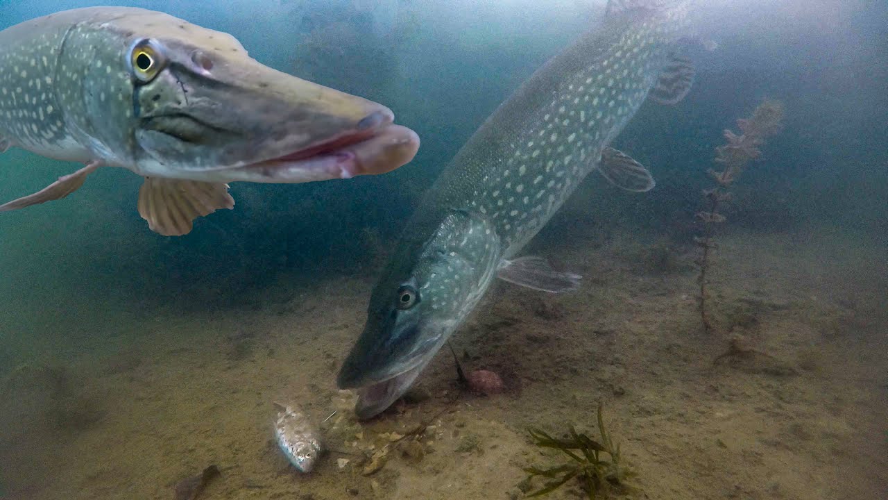 Best pike underwater fishing compilation (high quality)