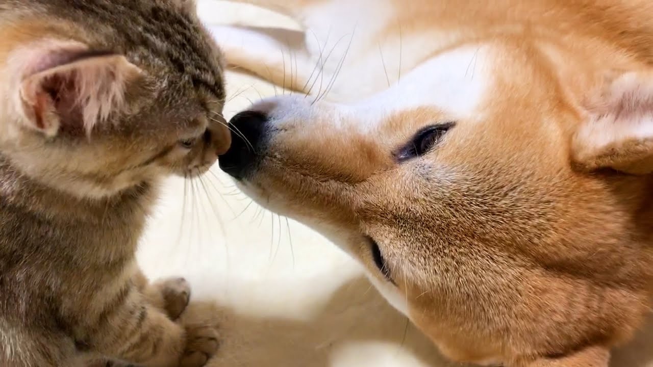 お手上げポーズが可愛い子猫🐾　Her gestures are so adorable.