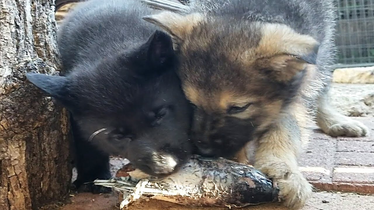 Puppies Swallow Fish Bones!!! Lycan & Bulldogge Mukbang (2 of 2)