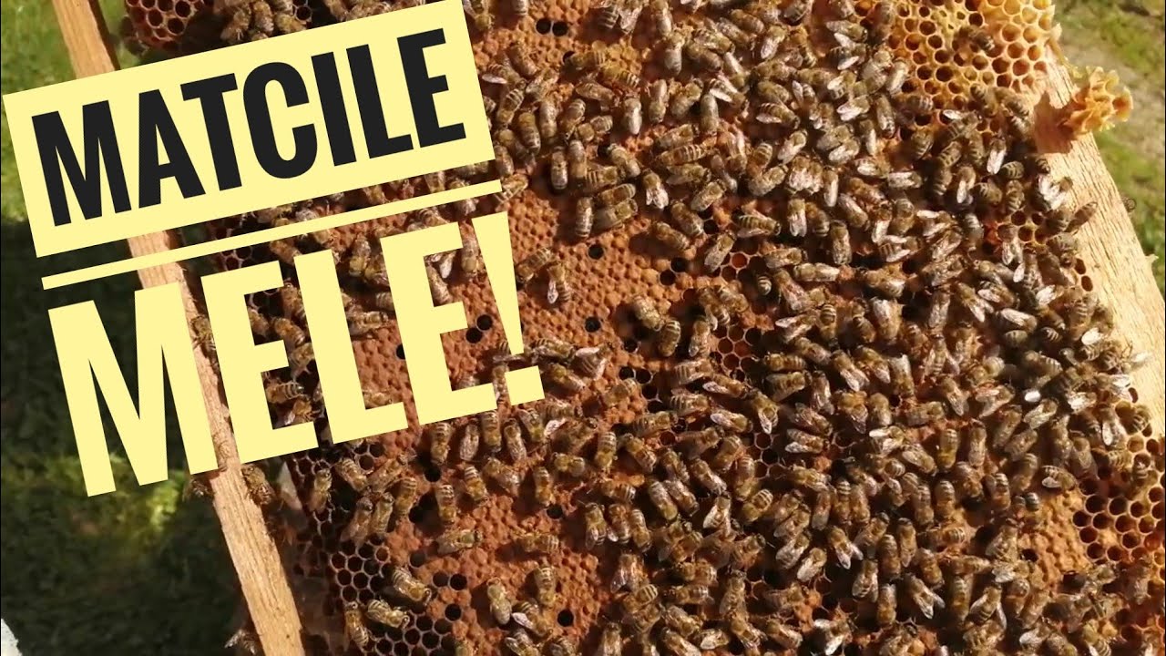 PRIMĂVARA ȘI MATCILE!