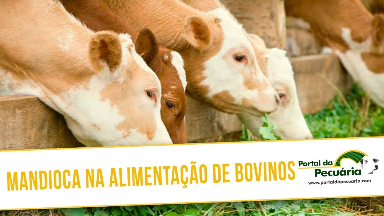 Mandioca na alimentação de bovinos.
