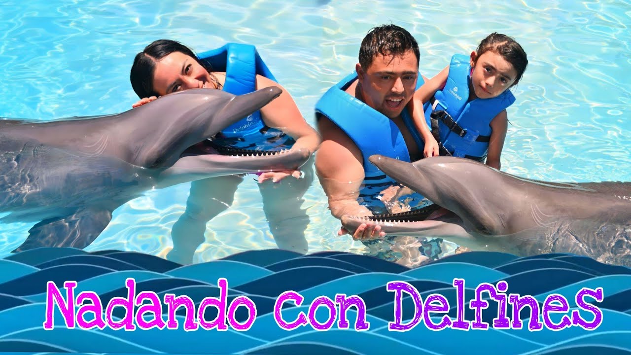 Nadando con delfines en Cancún, cuánto cuesta y como es la experiencia #delfines #acuario #cancun