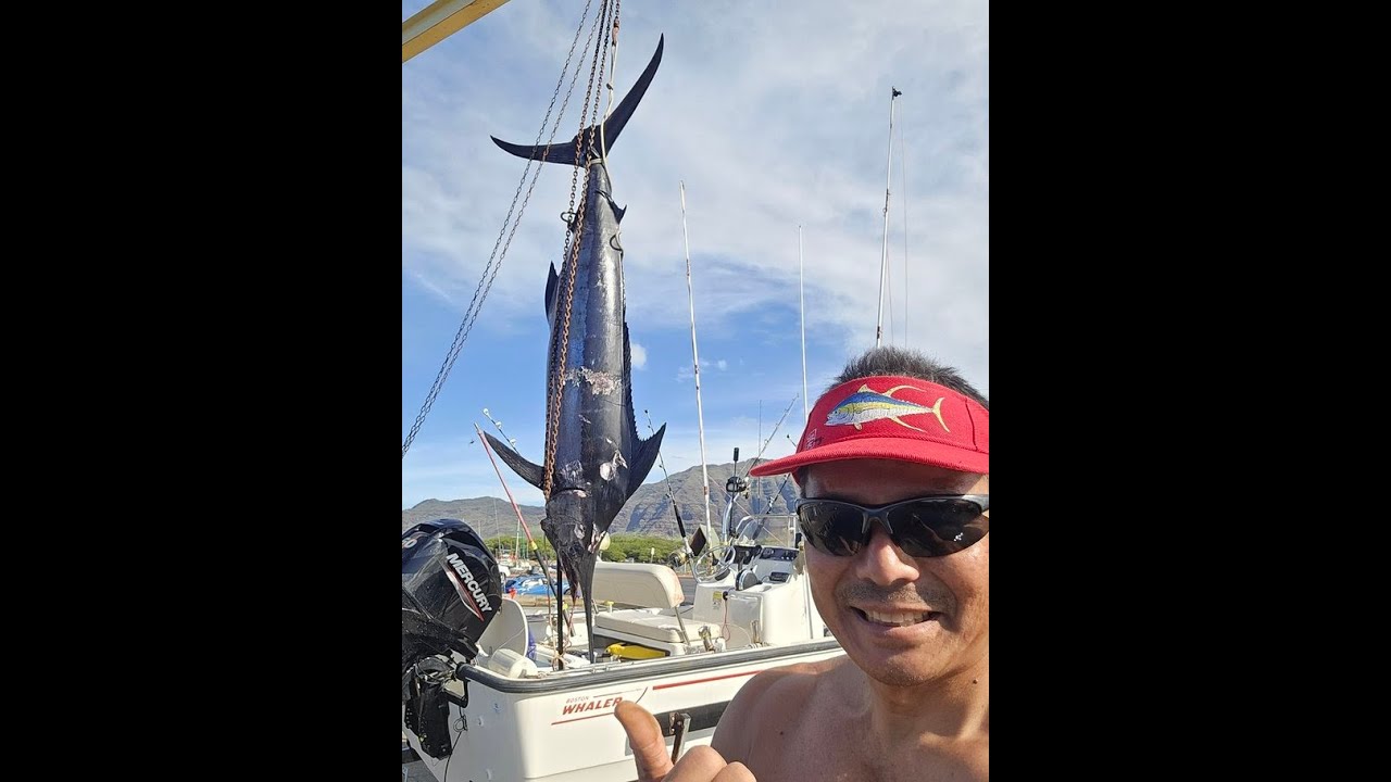 Blue Marlin caught solo fishing on 15 foot Boston Whaler 3/15/25