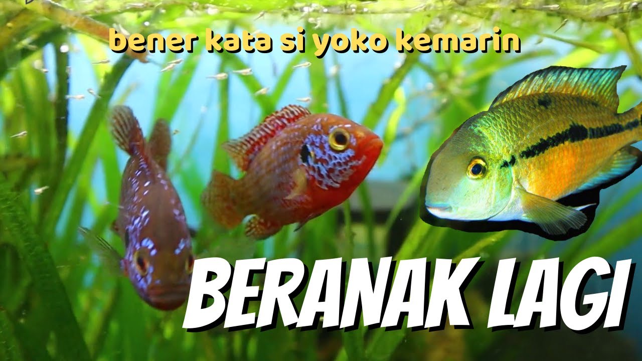 CIRI CIRI IKAN RED JEWEL MAU KAWIN, BENER KATA YOKO KEMARIN TAU AJA DIA