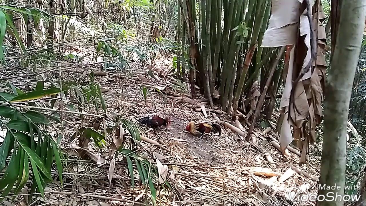 Ramar man (Ayam hutan Mizoram)