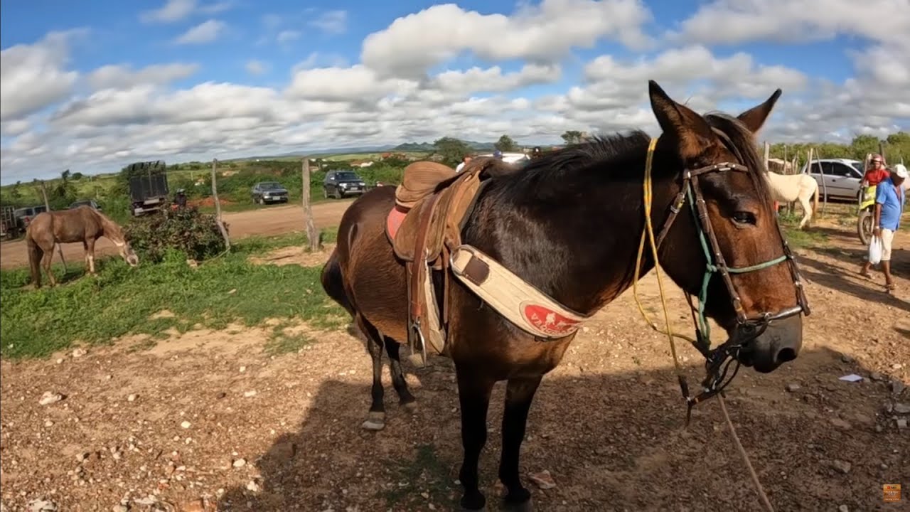 Feira de Cavalos e Burros de Tabira Pernambuco 16/04/2025 #nordeste