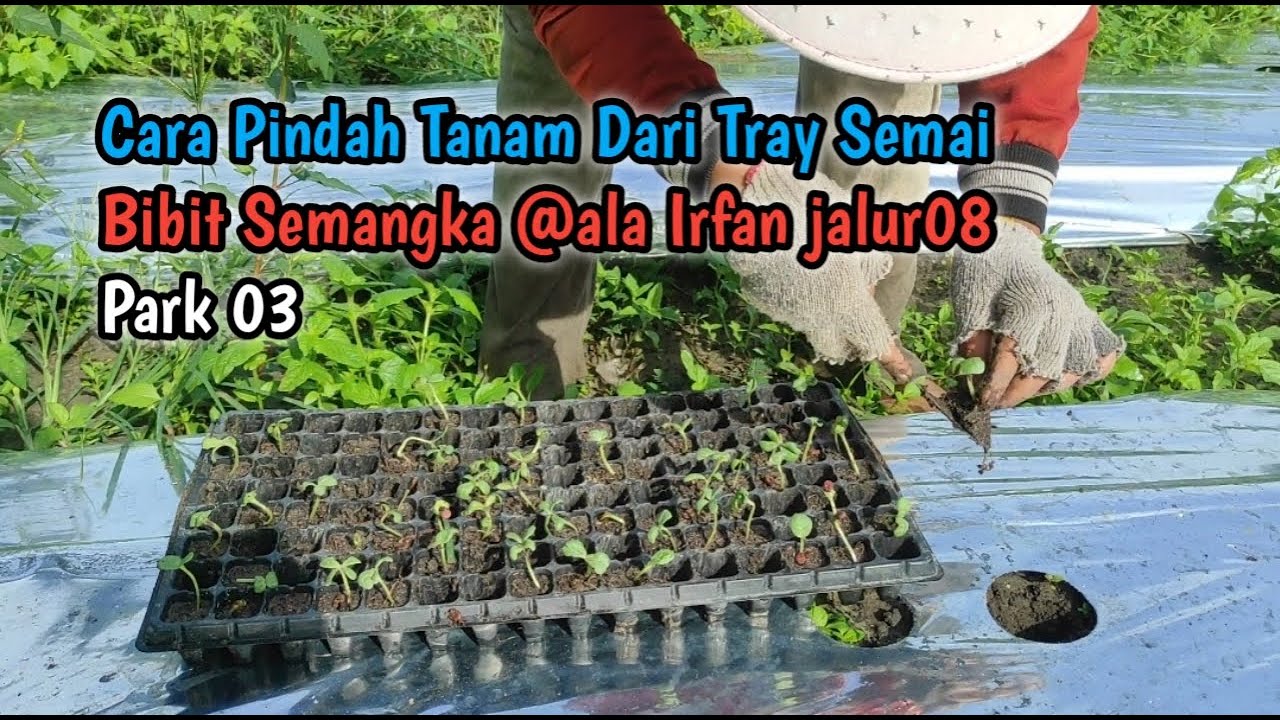 Cara Mudah Pindah Tanam Dari Tray Semai / Portray Bibit Semangka @ala Irfan jalur08