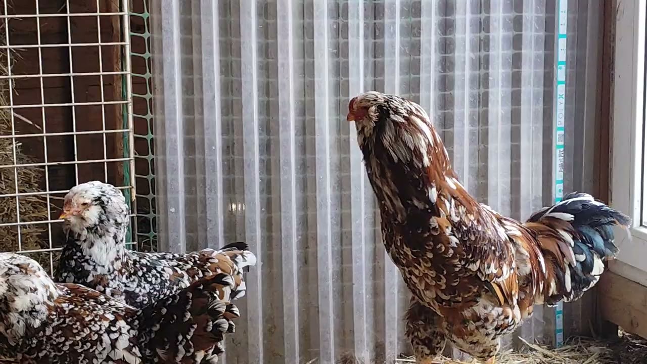 Kury orłowskie 🥶🐓 przystosowane do niskich temperatur ✅ Zapraszam na film 👍🤝