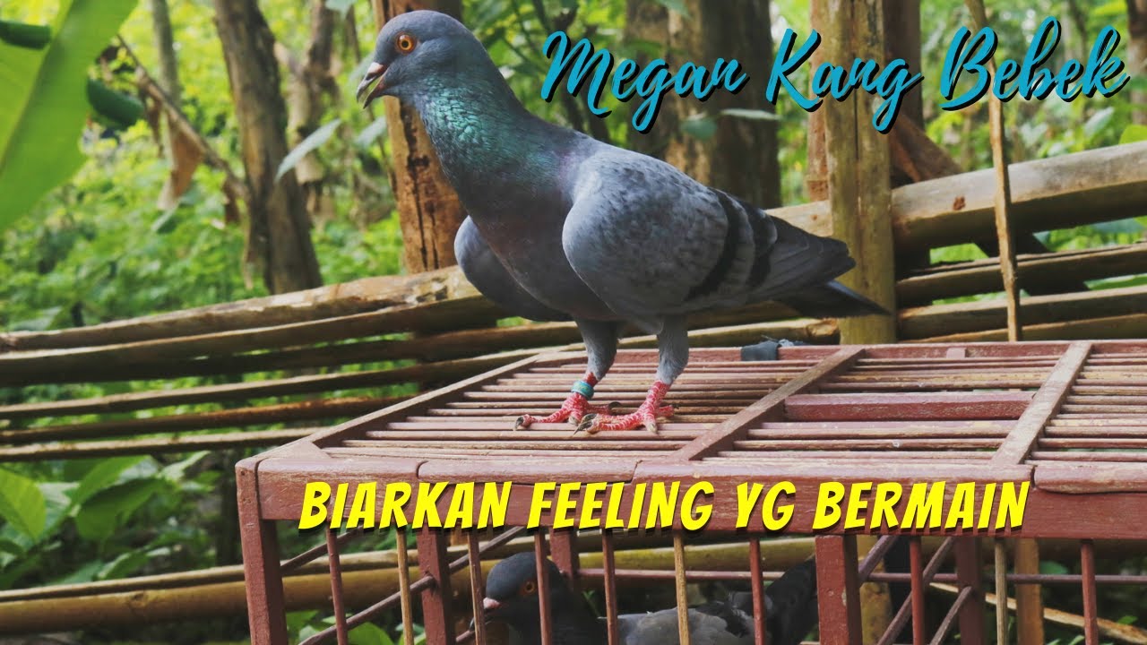 feeling mbah gon memilih merpati | megan kang bebek
