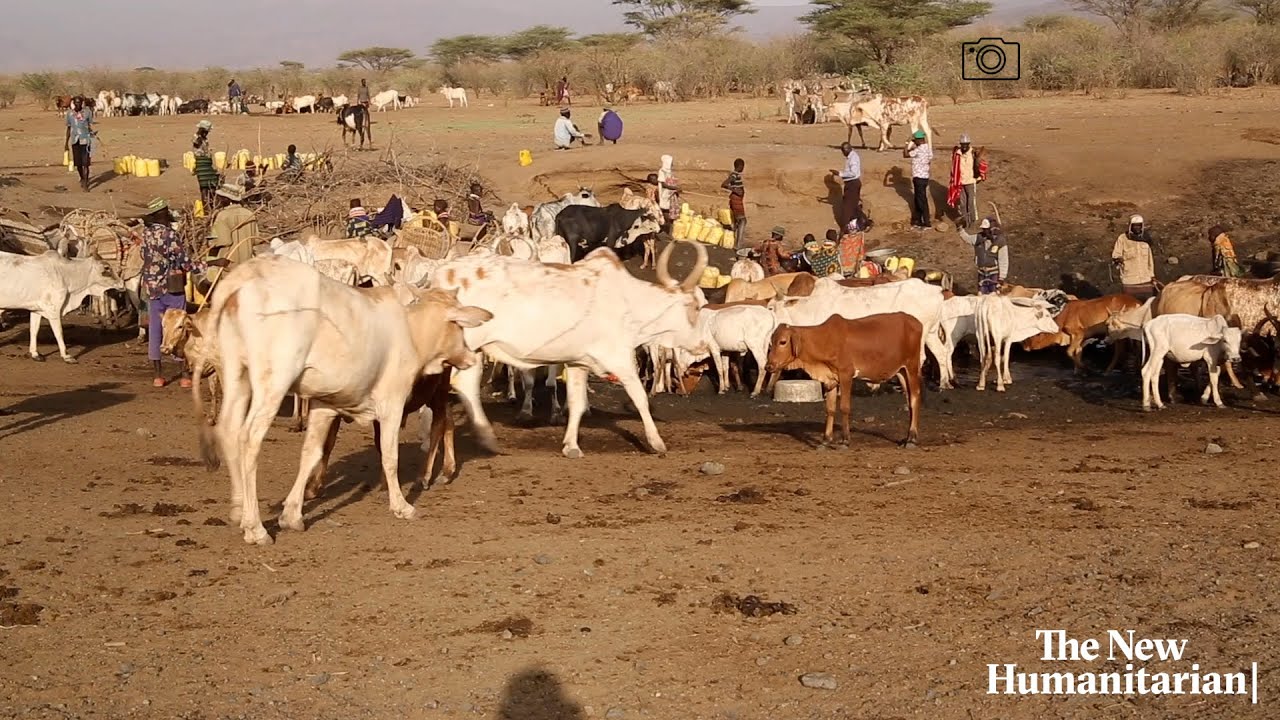 Death and disease: Kenya's drought-hit livestock
