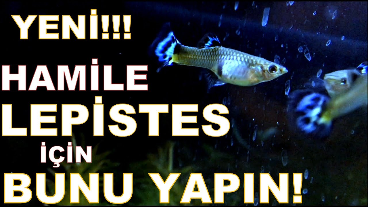 HAMİLE LEPİSTES İÇİN MUTLAKA BUNU YAPIN! (hamile lepistes doğum)