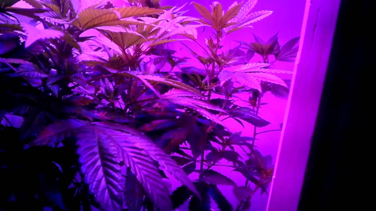 Blueberrypurp led vs hps grow off day 5