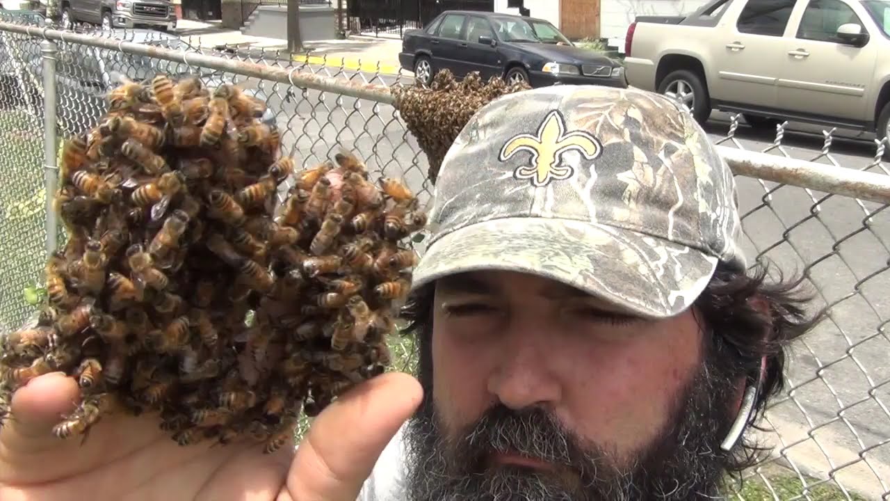 Crazy Bee Man Handles A Swarm Of Bees Barehanded!