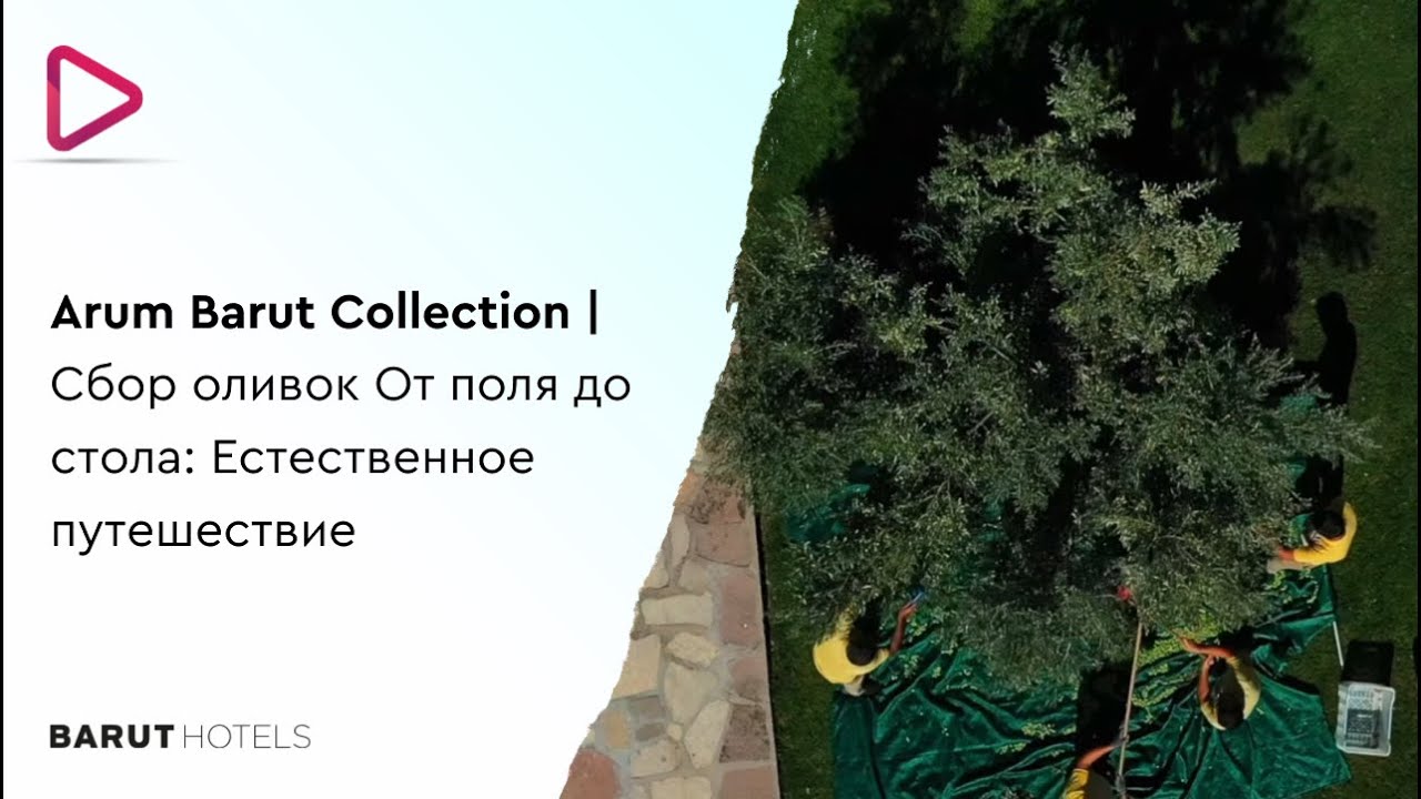 Arum Barut Collection | Сбор оливок От поля до стола: Естественное путешествие