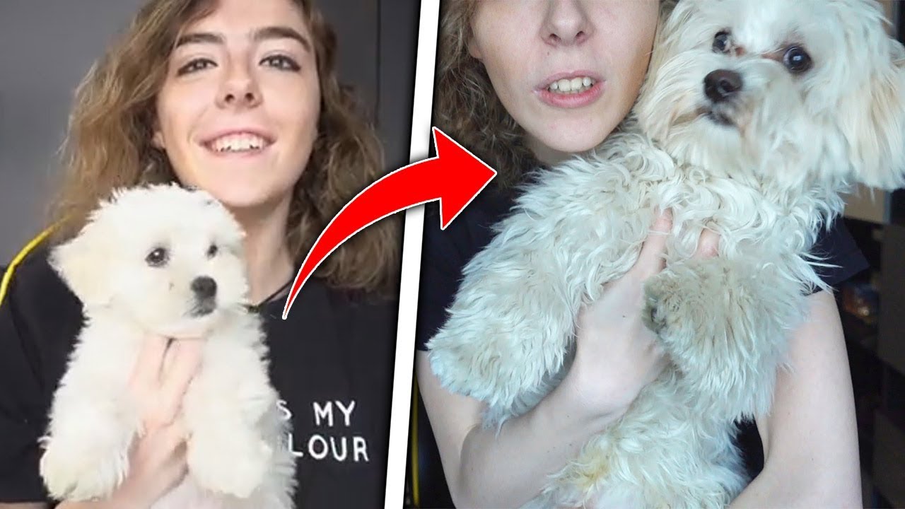 IL MIO CANE E' DIVENTATO OBESO? MA STO CON CIARLI O CON YUKI?