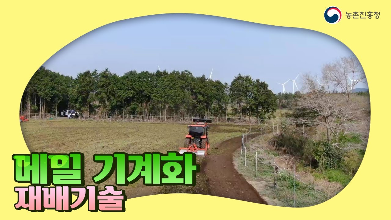 [농업기술동영상] 메밀 기계화 재배기술