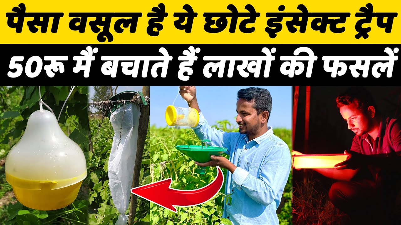 किसान के पैसे और मेहनत की बचत | 100% LIVE Results | Insect Traps & Desi Jugaad | Indian Farmer