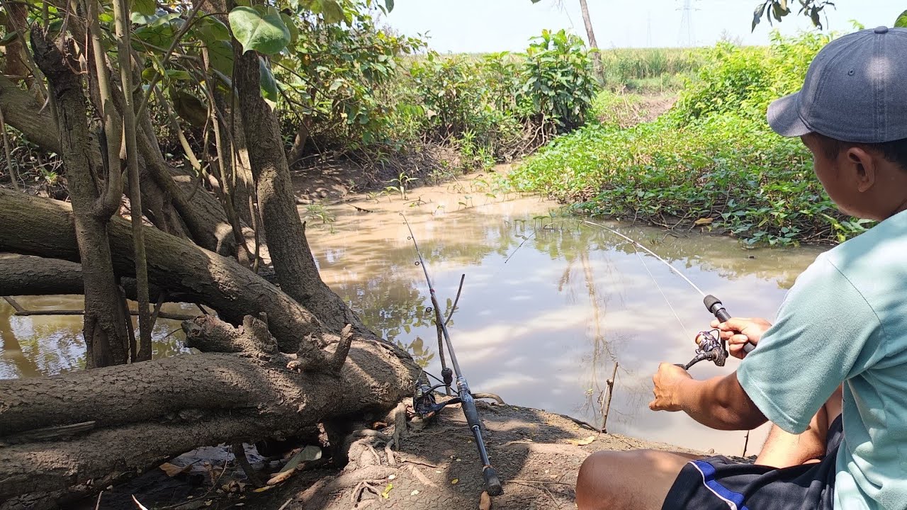 Tidak di sangka parit kecil isi nya babon