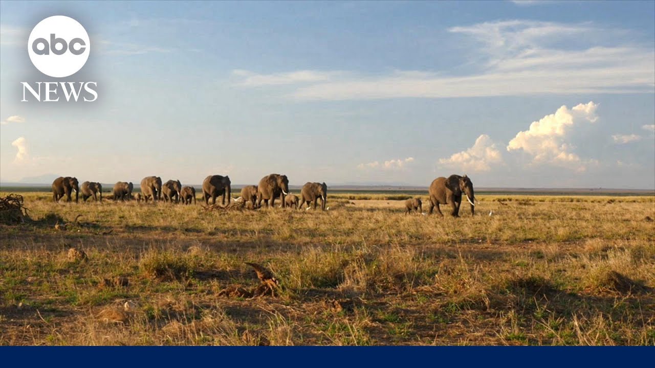 Humans and elephants increasingly compete for food and space in parts of Africa