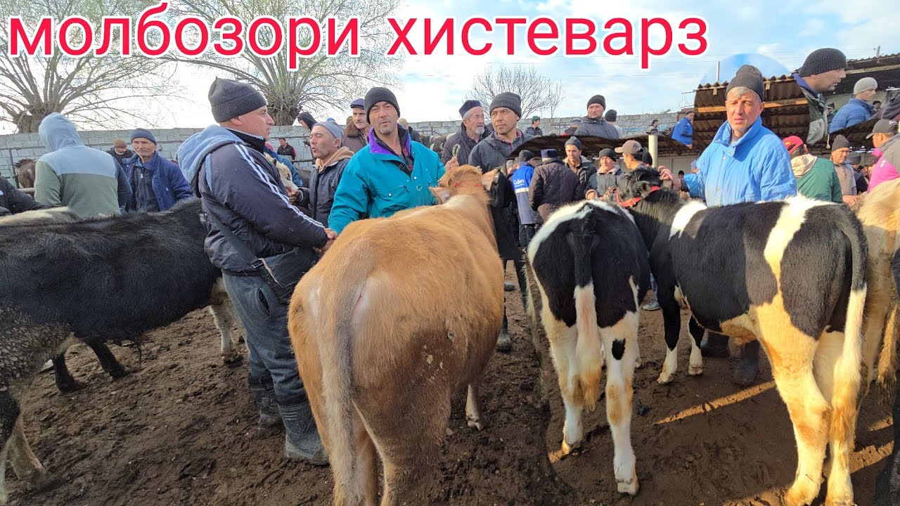 27 февраля 2026 Г.МОЛБОЗОРИ ХИСТЕВАРЗ Ш ХУЧАНД ХУДЖАНД ТОЖИКИСТОН ЖУМА БОЗОР mol bozor 