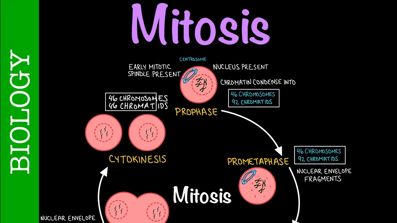 Mitosis | Biology