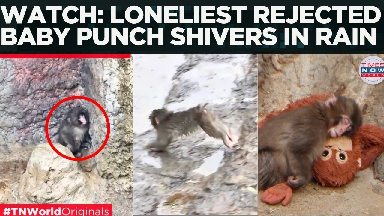 WATCH: ABANDONED BABY Monkey 'Punch' Cries For Help In Heavy Rain At Ichikawa City Zoo | World News