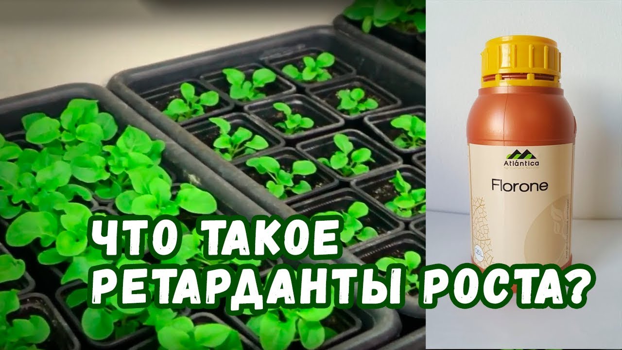 ФЛОРОН! Альтернатива прищипке петуний🌸