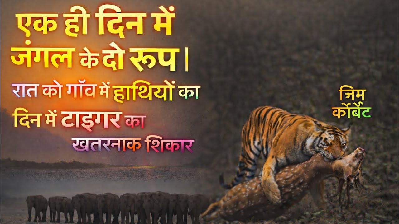 एक ही दिन में जंगल के दो रूप | रात को गाँव में हाथियों का झुंड, दिन में टाइगर का खतरनाक शिकार 