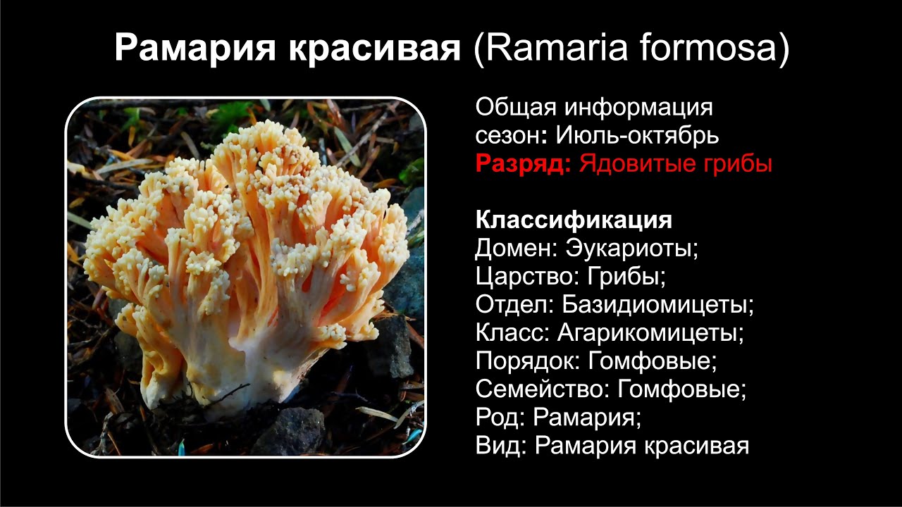 Рамария красивая (Ramaria formosa)