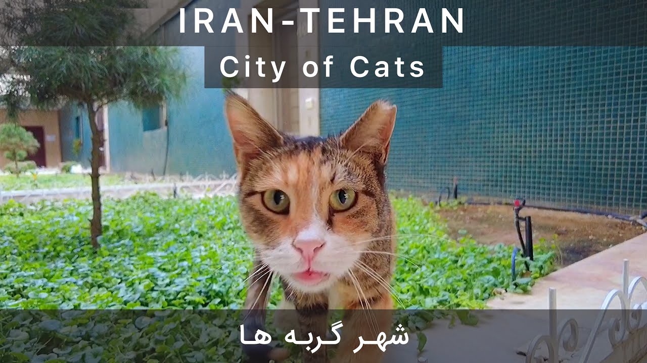 IRAN TEHRAN 2021- City of Cats 🐈  شهر گربه ها