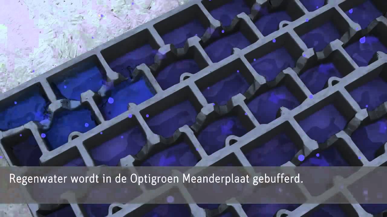 Dakbegroeiing, regenwatermanagement, watervertraging, Optigroen, groendak
