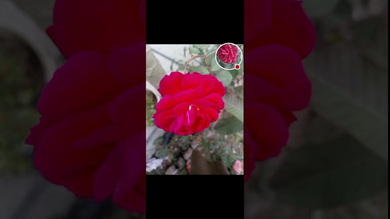 Nature and Zee 01 is live!