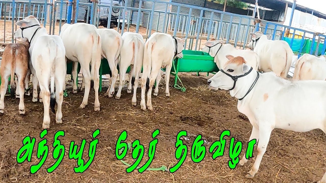 அந்தியூர் தேர் திருவிழா PART 2