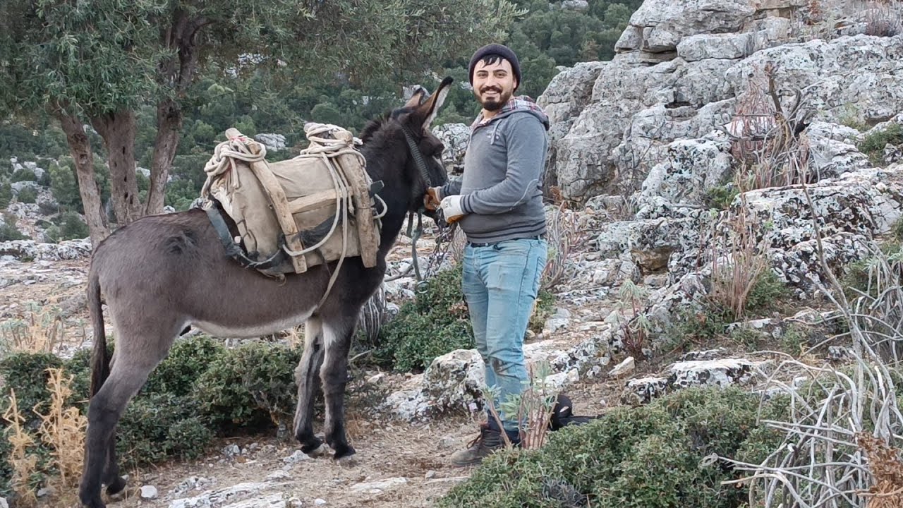 Antalya Döşemealtı Akkoç garkın da  Eşşekle Mücadele