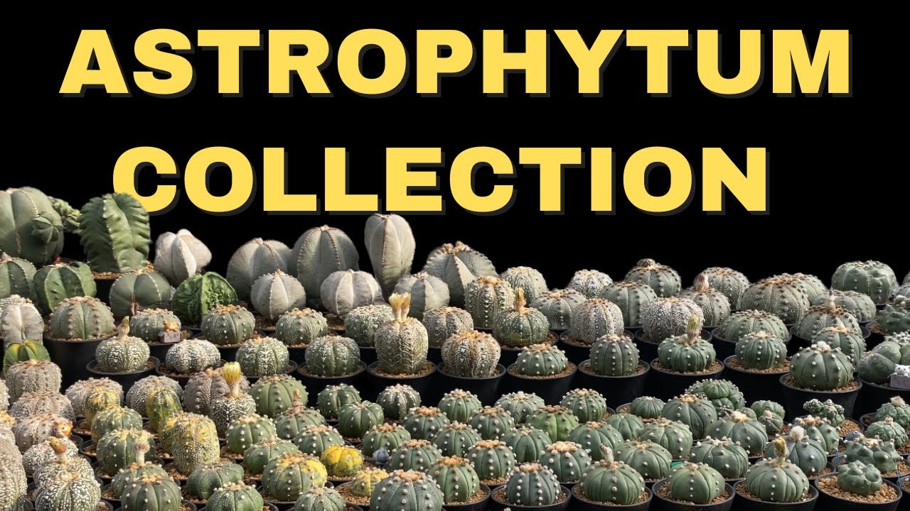 A Journey Through My Astrophytum Cactus Collection 🌵✨ | Cactus Tour