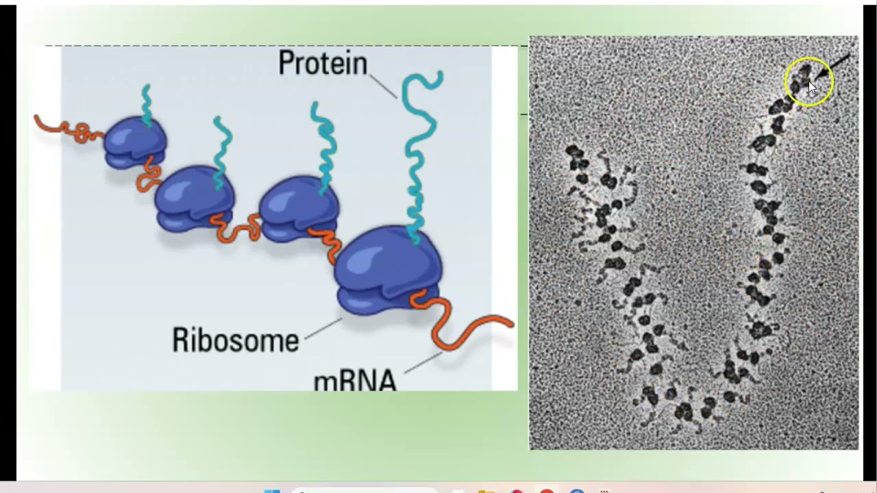 I poliribosomi - sintesi proteica 3