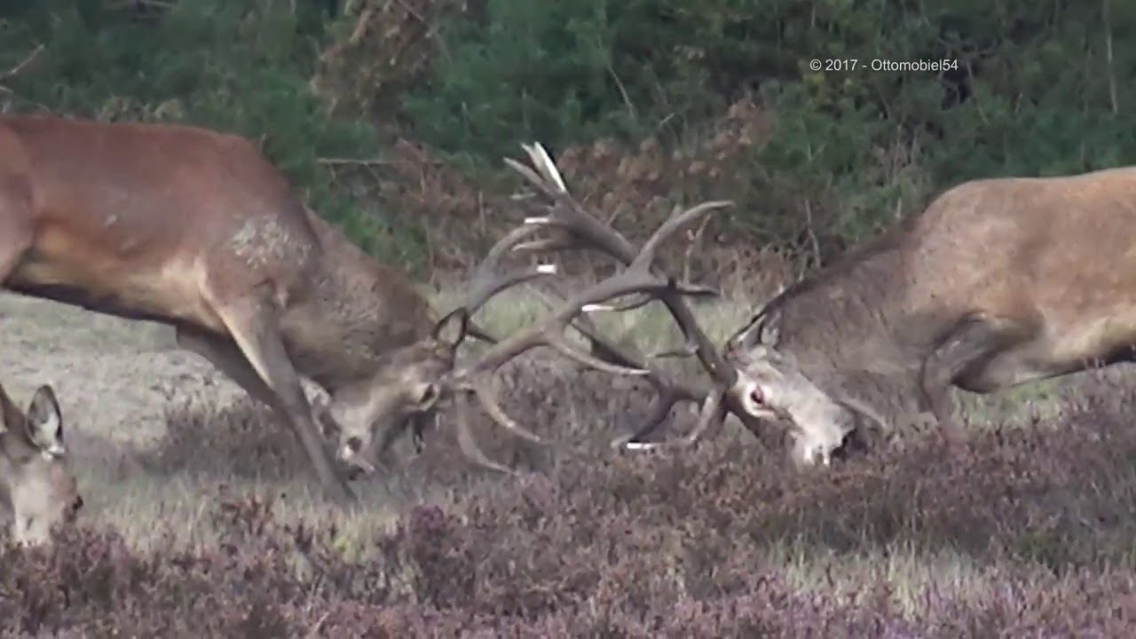 Burlende herten / bronsttijd 2017 Nat Park Hoge Veluwe