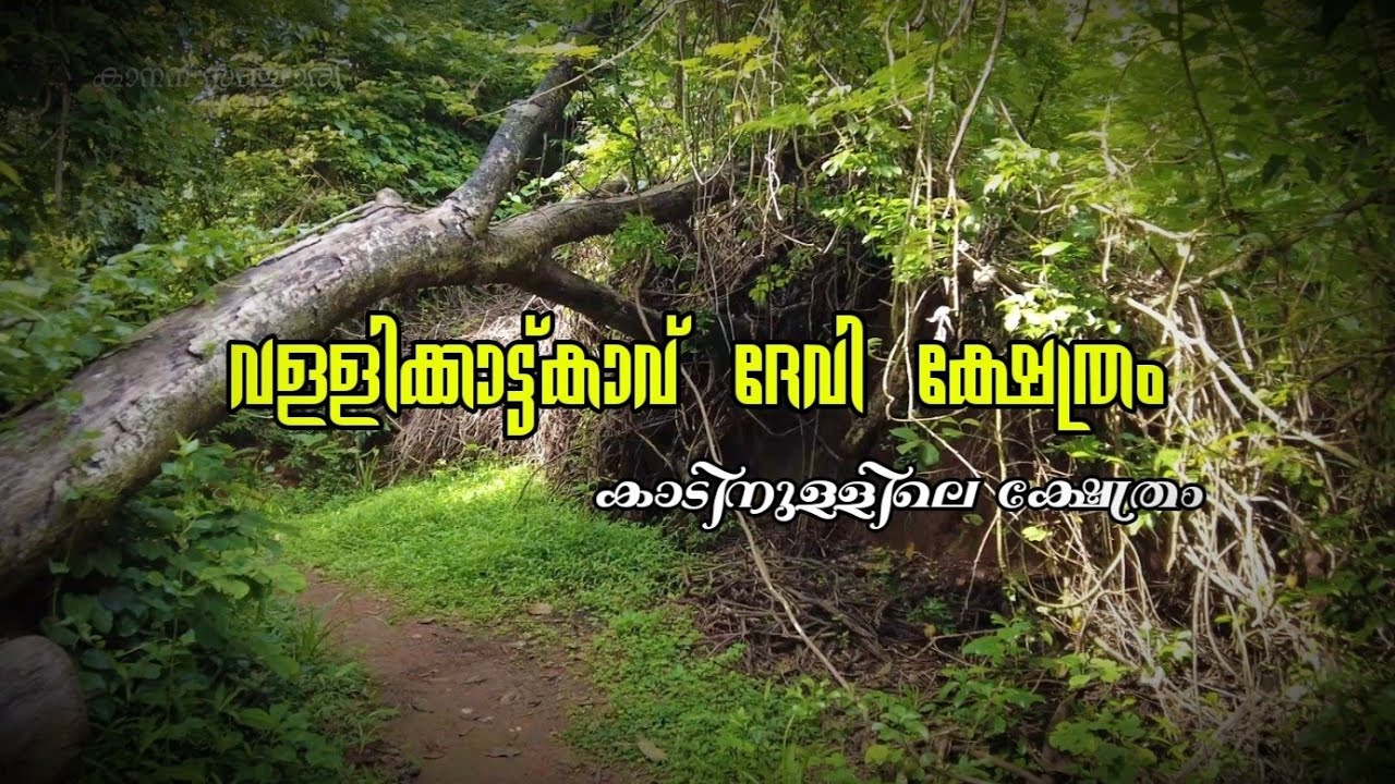 Vallikkattu Kavu Devi Temple | Kozhikode | വള്ളിക്കാട്ട്  കാവ് ദേവി ക്ഷേത്രം | kaanana sanchari