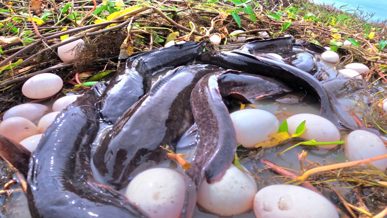 WOW WOW, fishing catch a lot of fish in water and pick duck eggs under the straw