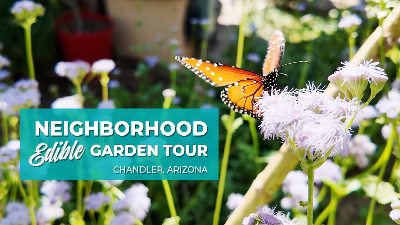 Harmony Gardens Urban Farm in Chandler, Arizona - PART 1 - Neighborhood Edible Garden Tour Series