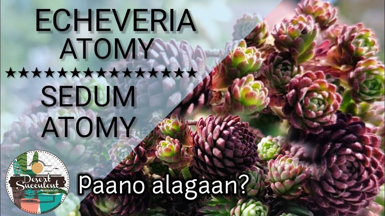 29 Sedum Atomy • Echeveria Atomy Succulent Care guide & Propagation | 다육식물 多肉植物 Suculentas